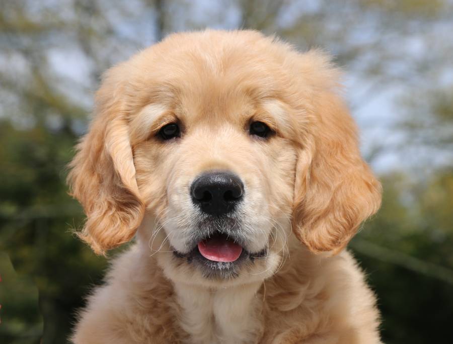 Golden Retriever, élevage familial des Cimes Etoilées, chiot golden